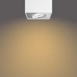 Box spotlight