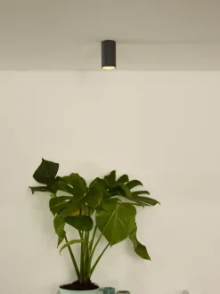 Delto spotlight