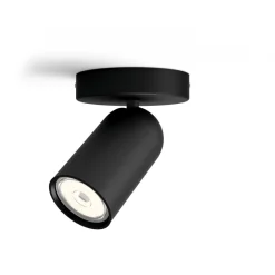 Pongee spotlight