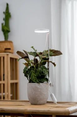 Växtbelysning Rose